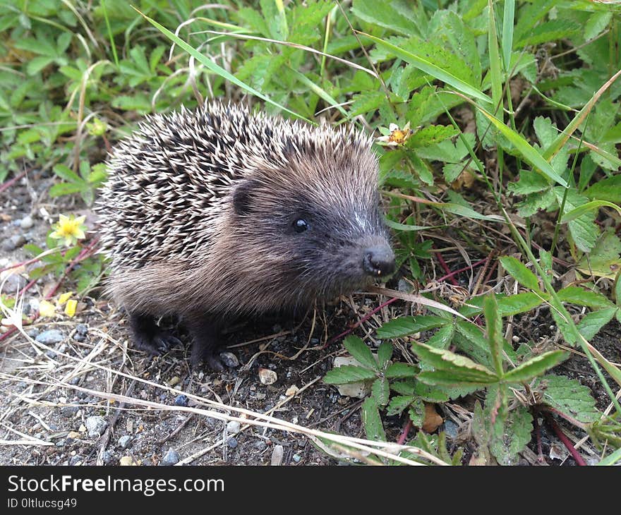 Hedgehog, Erinaceidae, Monotreme, Echidna