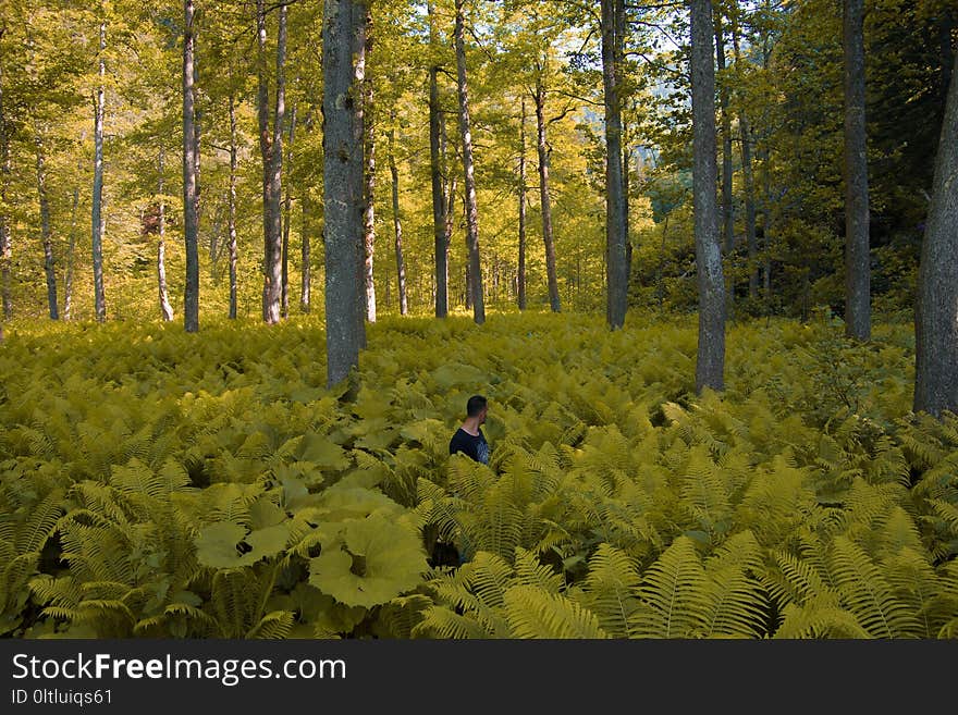 Nature, Ecosystem, Vegetation, Tree