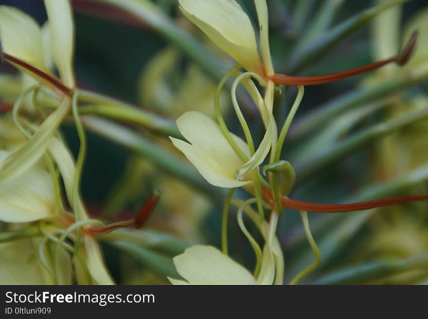 Plant, Flower, Flora, Plant Stem