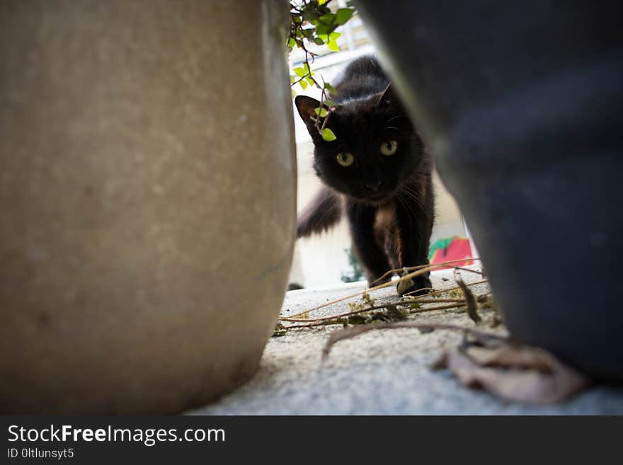 Cat, Small To Medium Sized Cats, Cat Like Mammal, Black Cat