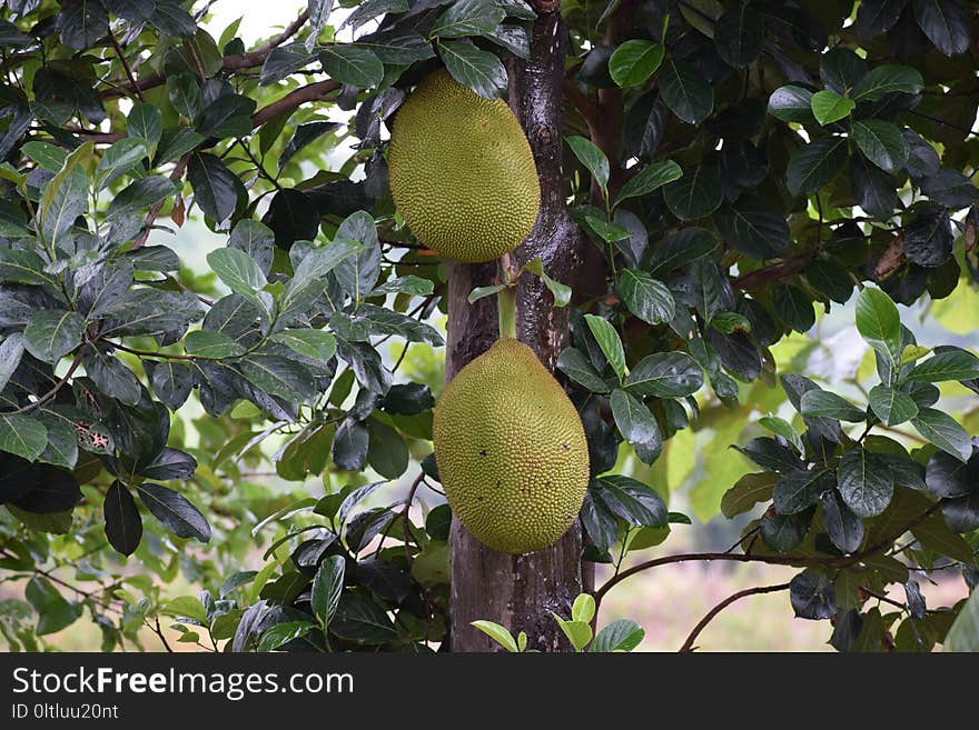 Jackfruit, Artocarpus, Cempedak, Fruit Tree