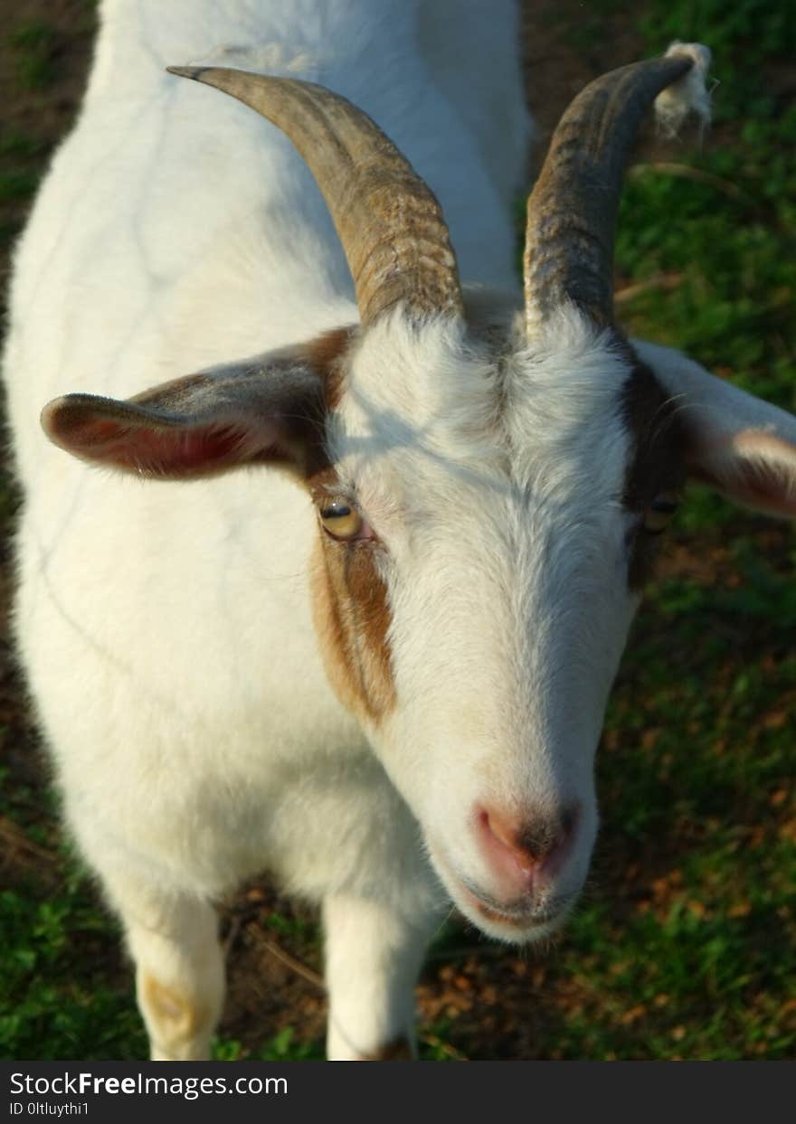 Goats, Goat, Horn, Cow Goat Family