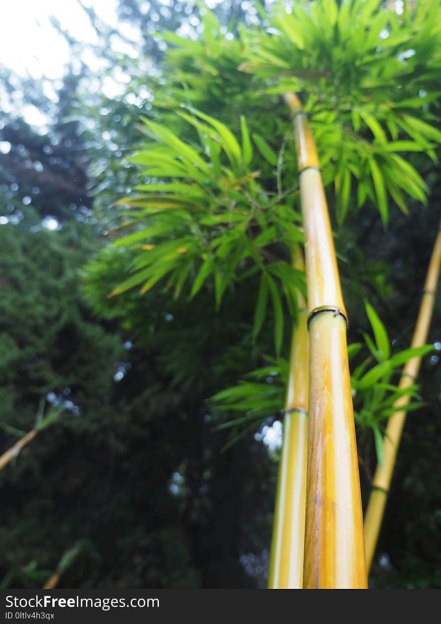 Vegetation, Tree, Arecales, Palm Tree