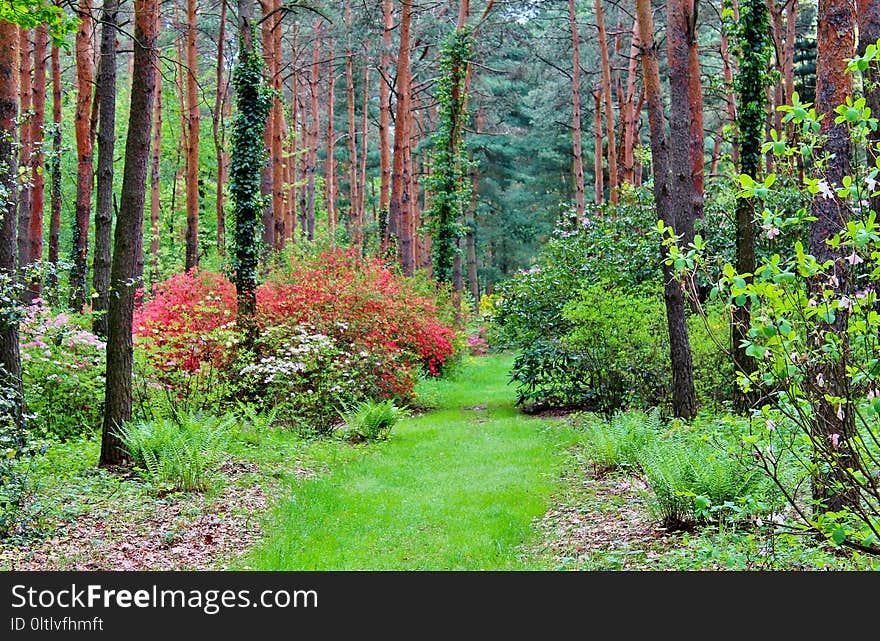 Vegetation, Ecosystem, Woodland, Nature