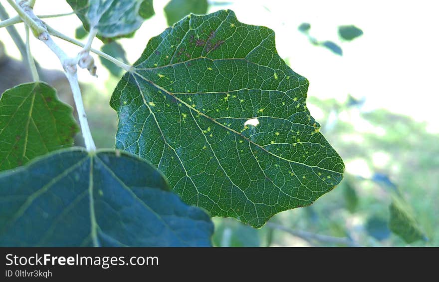 Leaf, Plant, Plant Pathology, Plane Tree Family