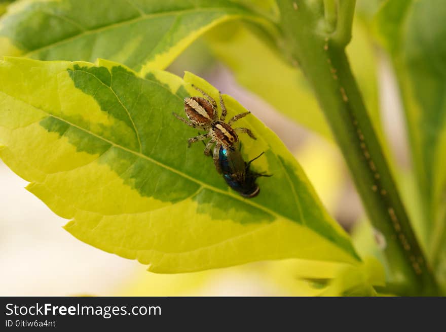 Insect, Leaf, Invertebrate, Membrane Winged Insect