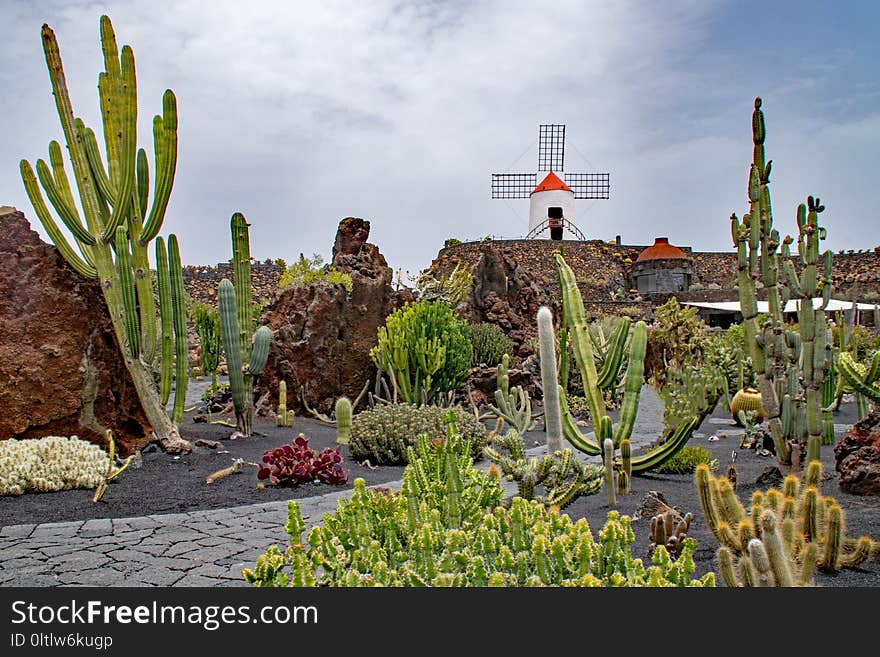 Plant, Vegetation, Flowering Plant, Cactus