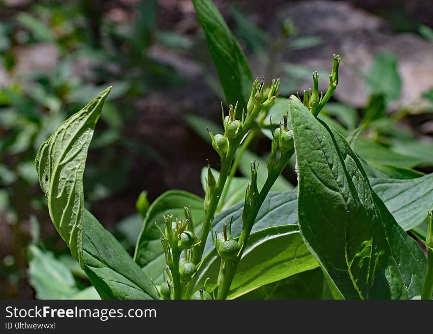 Plant, Leaf, Herb, Cash Crop