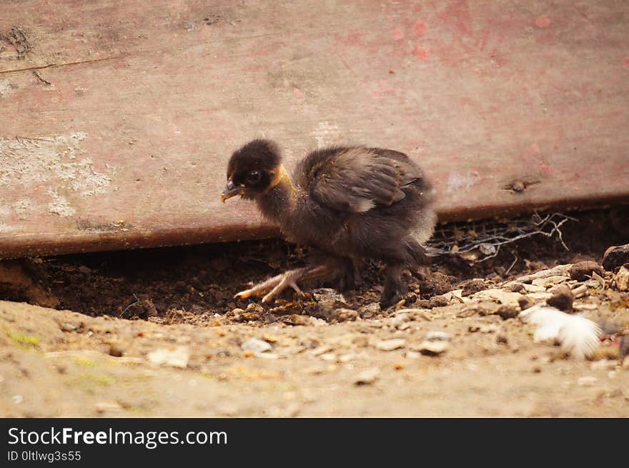 Fauna, Bird, Beak, Galliformes