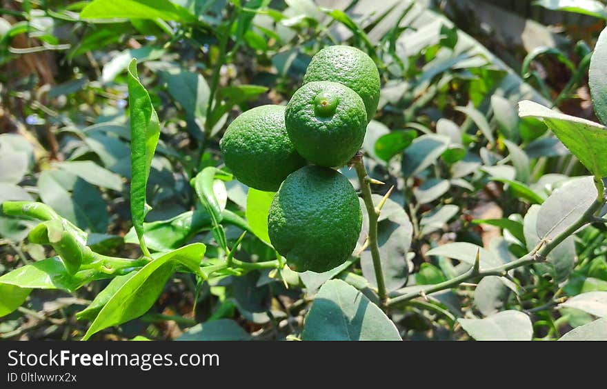 Fruit Tree, Fruit, Citrus, Plant