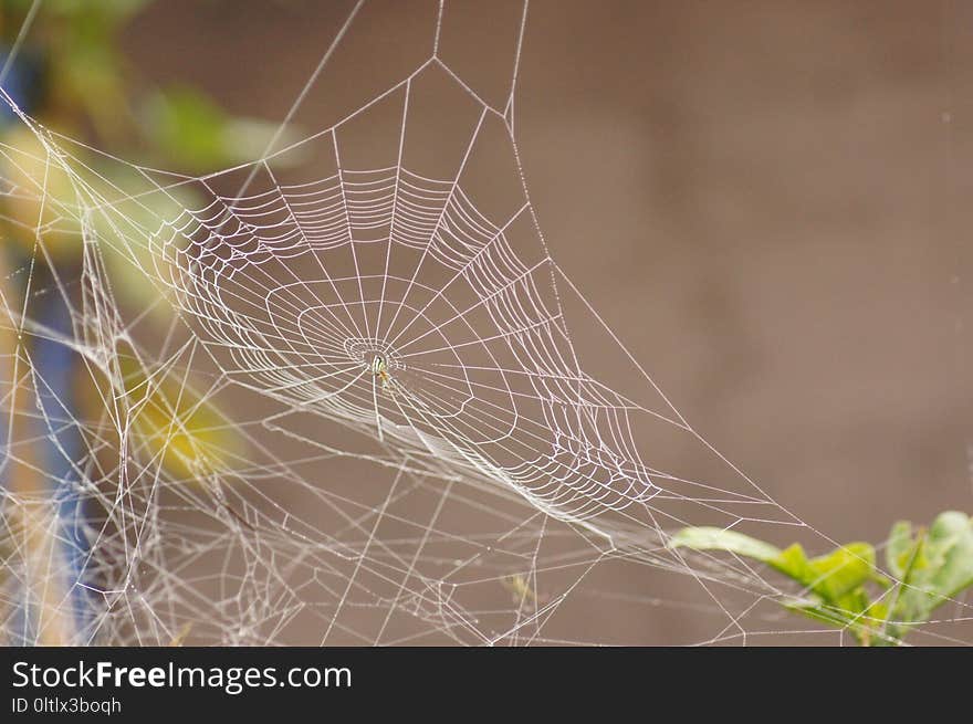 Spider Web, Invertebrate, Water, Close Up