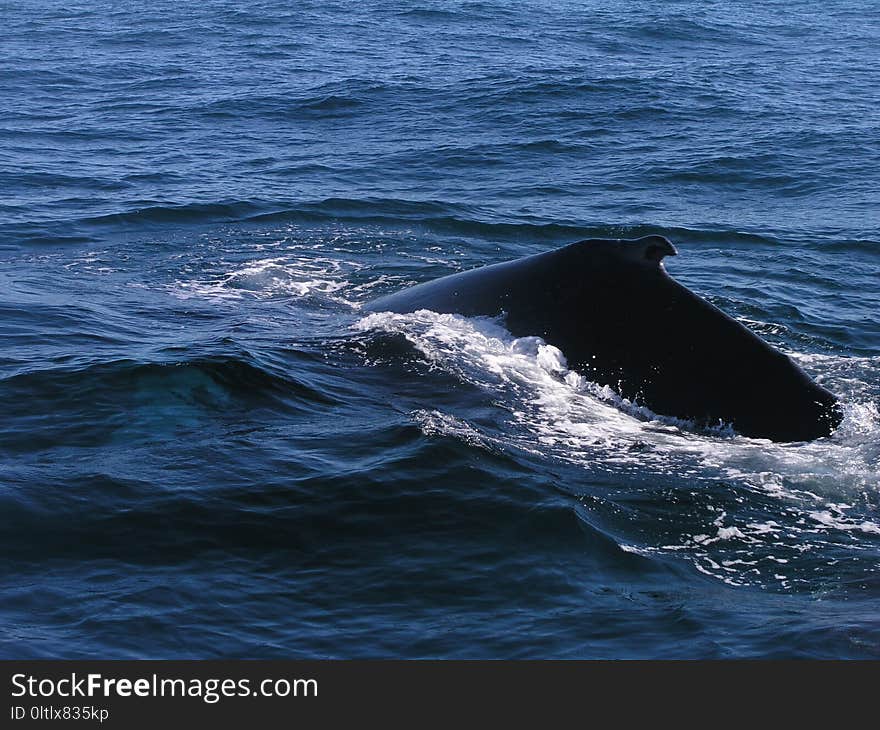 Water, Mammal, Marine Mammal, Sea