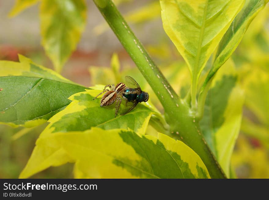 Insect, Leaf, Macro Photography, Invertebrate