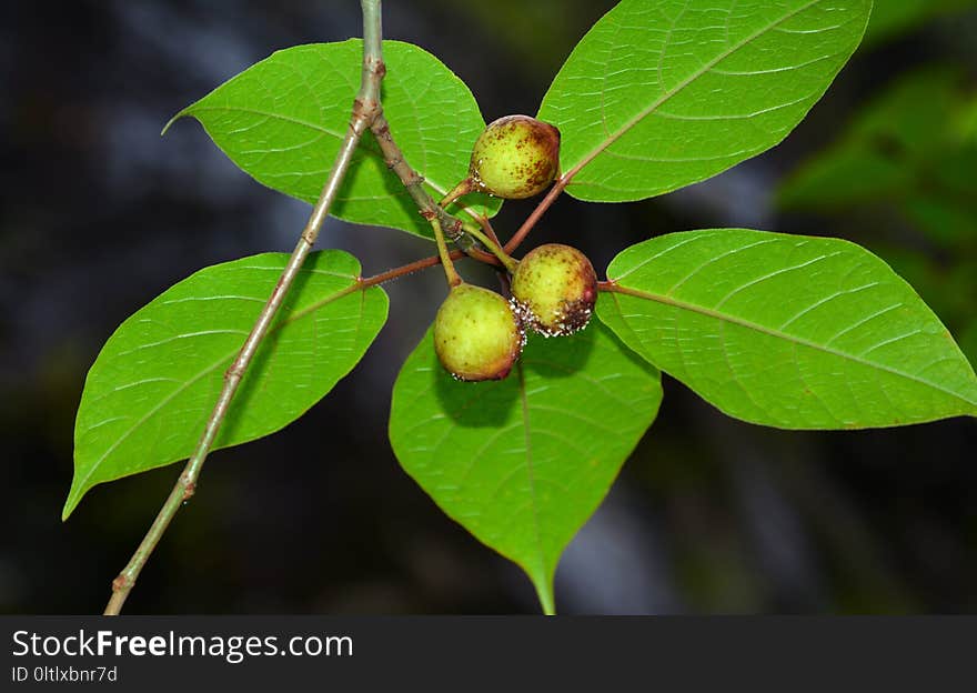 Fruit, Leaf, Fruit Tree, Plant