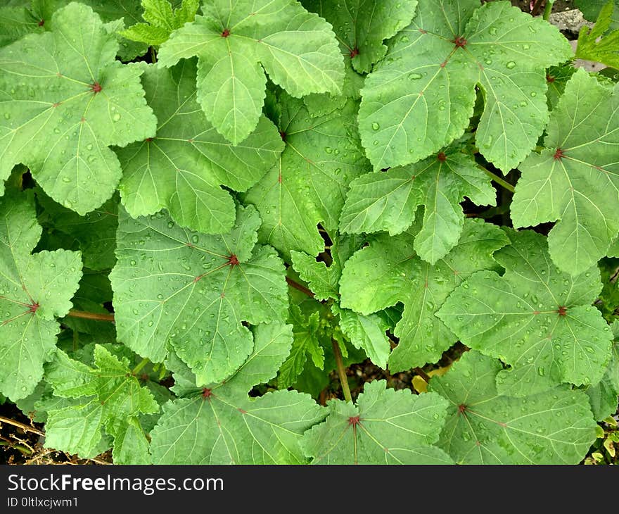 Leaf, Plant, Herb, Groundcover