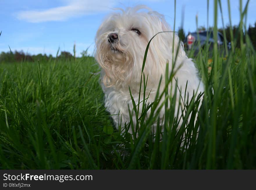 Dog Breed, Maltese, Grass, Dog Like Mammal