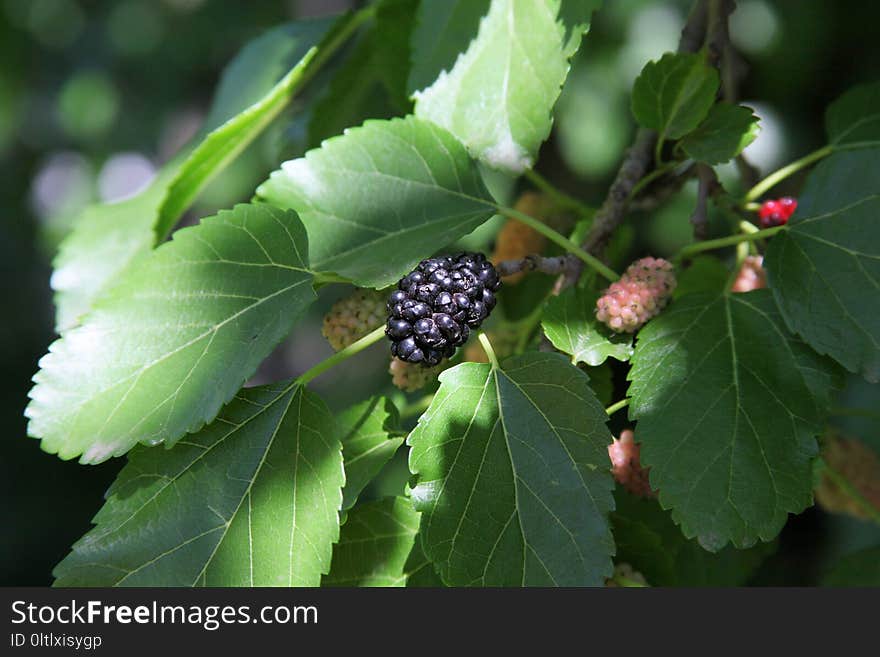 Mulberry, Fruit Tree, Red Mulberry, Fruit