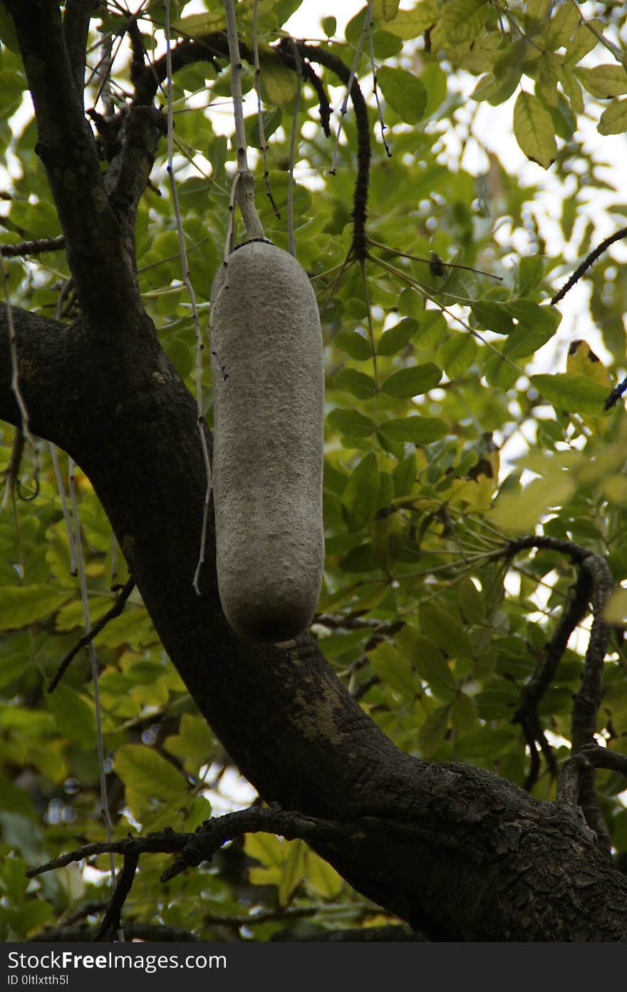 Tree, Branch, Trunk, Plant