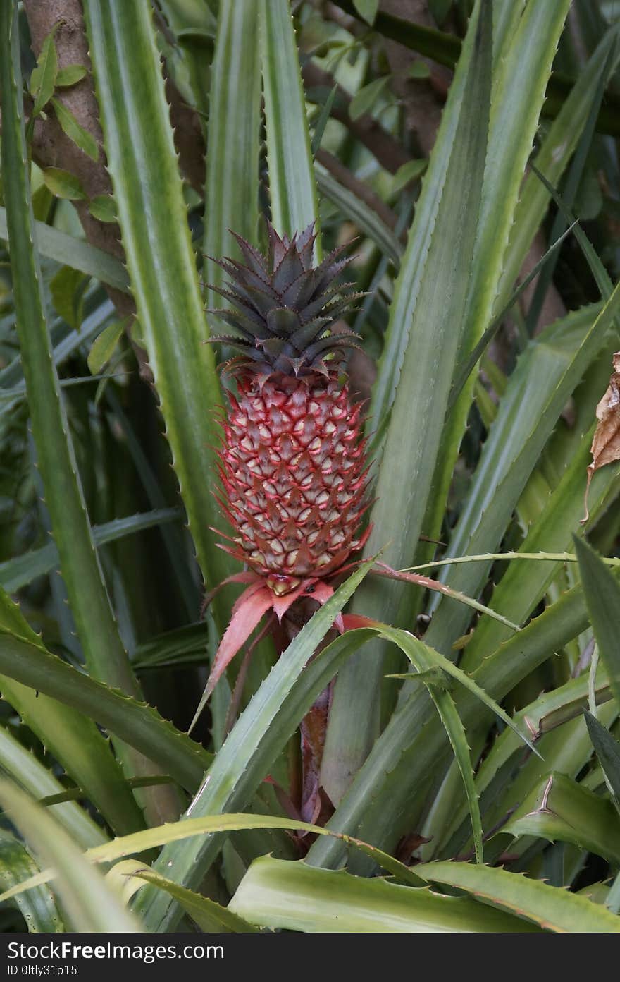 Plant, Ananas, Flora, Leaf