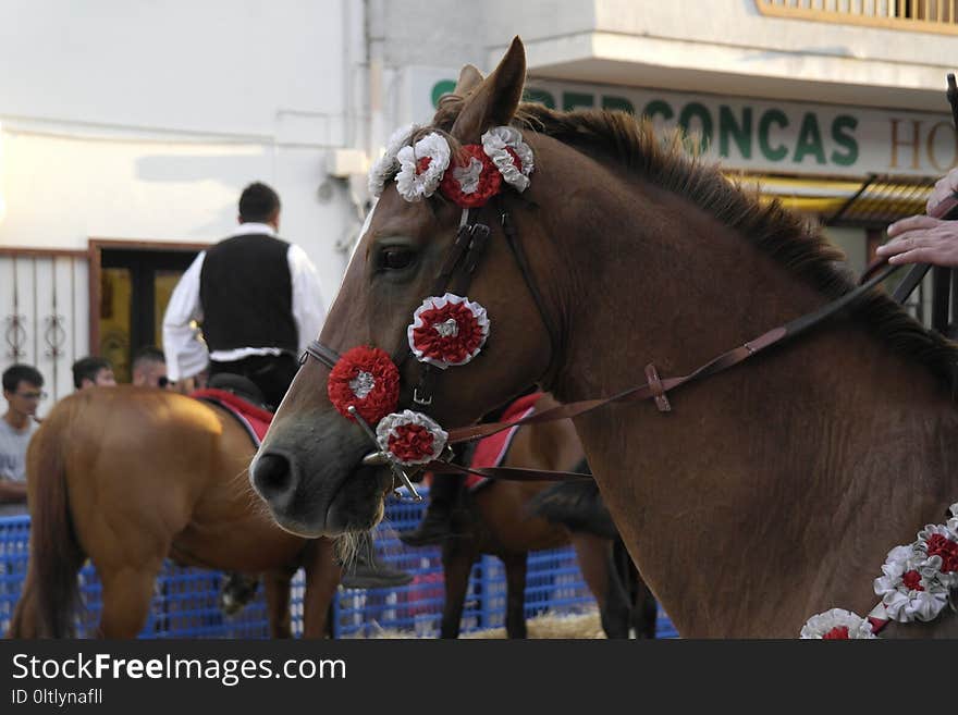 Horse, Bridle, Horse Harness, Horse Tack