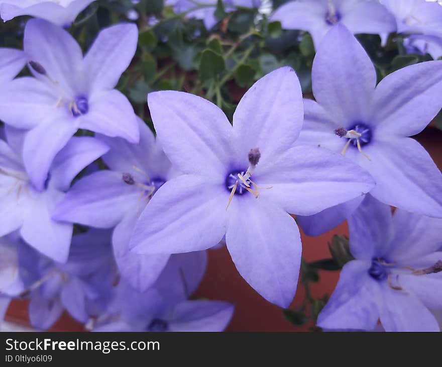 Flower, Blue, Plant, Flowering Plant