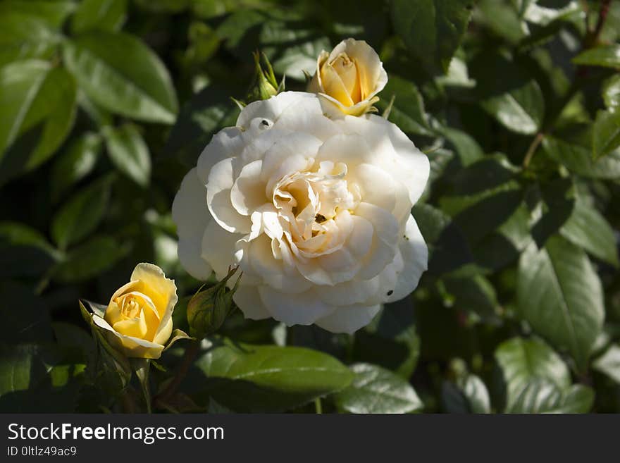 Flower, Rose Family, Rose, Plant