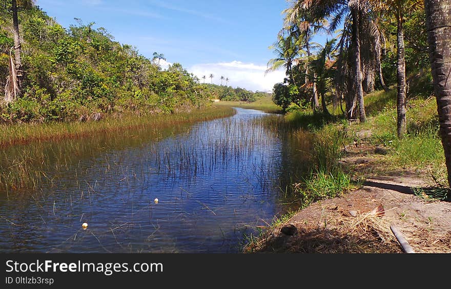 Waterway, Water, Nature Reserve, Riparian Zone