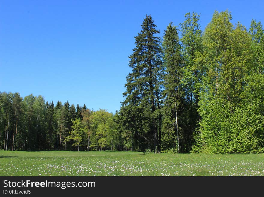 Tree, Ecosystem, Sky, Spruce Fir Forest