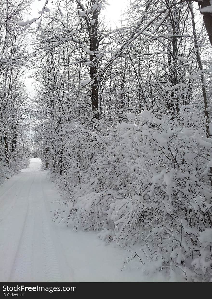 Snow, Winter, Frost, Tree