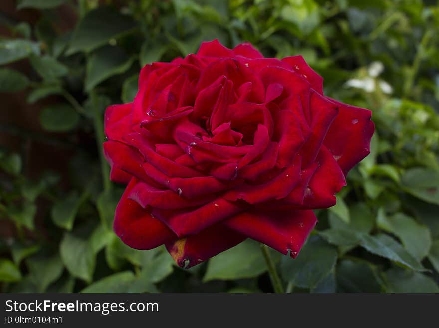 Rose, Flower, Rose Family, Red