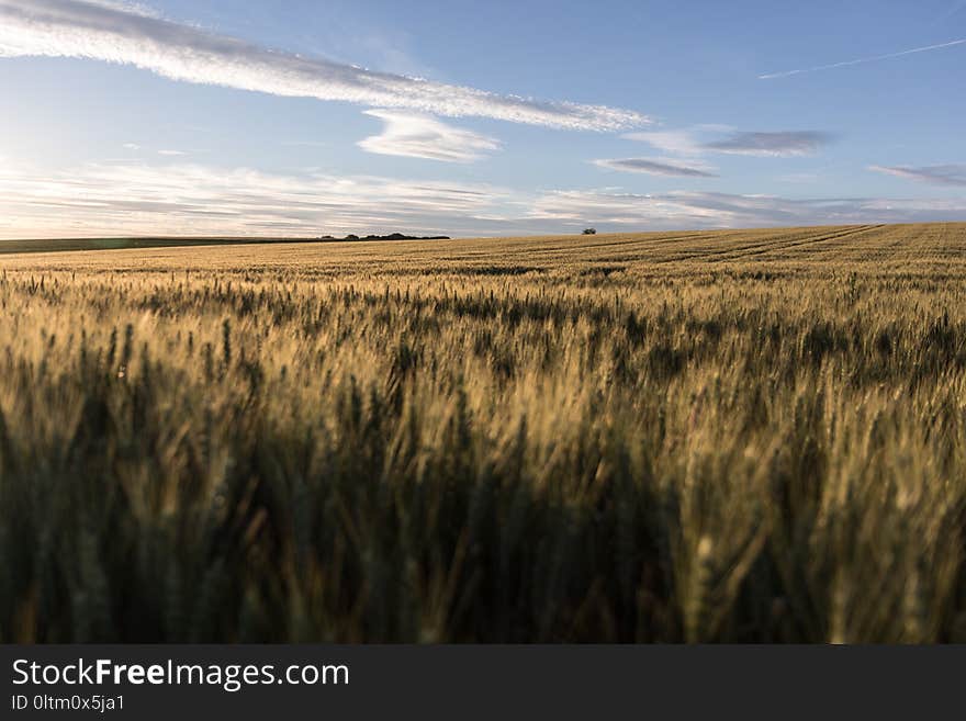 Ecosystem, Field, Crop, Grass Family