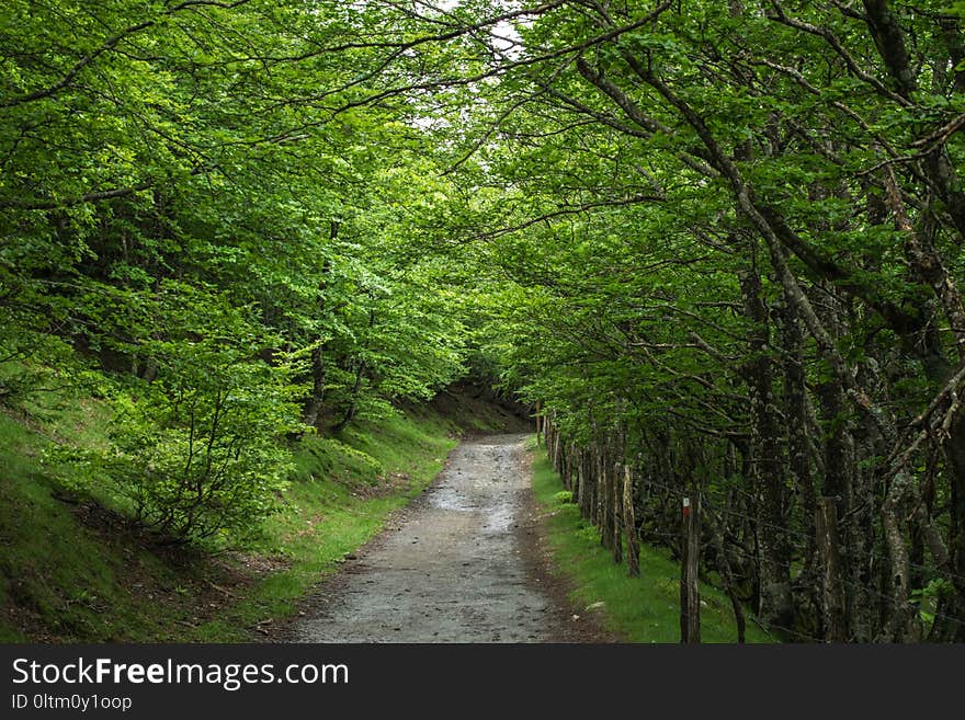 Vegetation, Woodland, Ecosystem, Nature Reserve