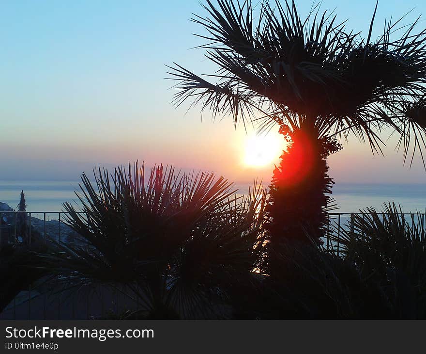 Sky, Sea, Sunset, Tree