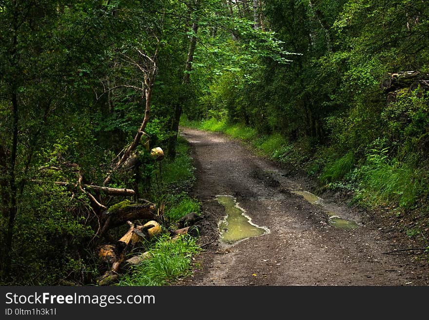 Path, Vegetation, Nature, Forest