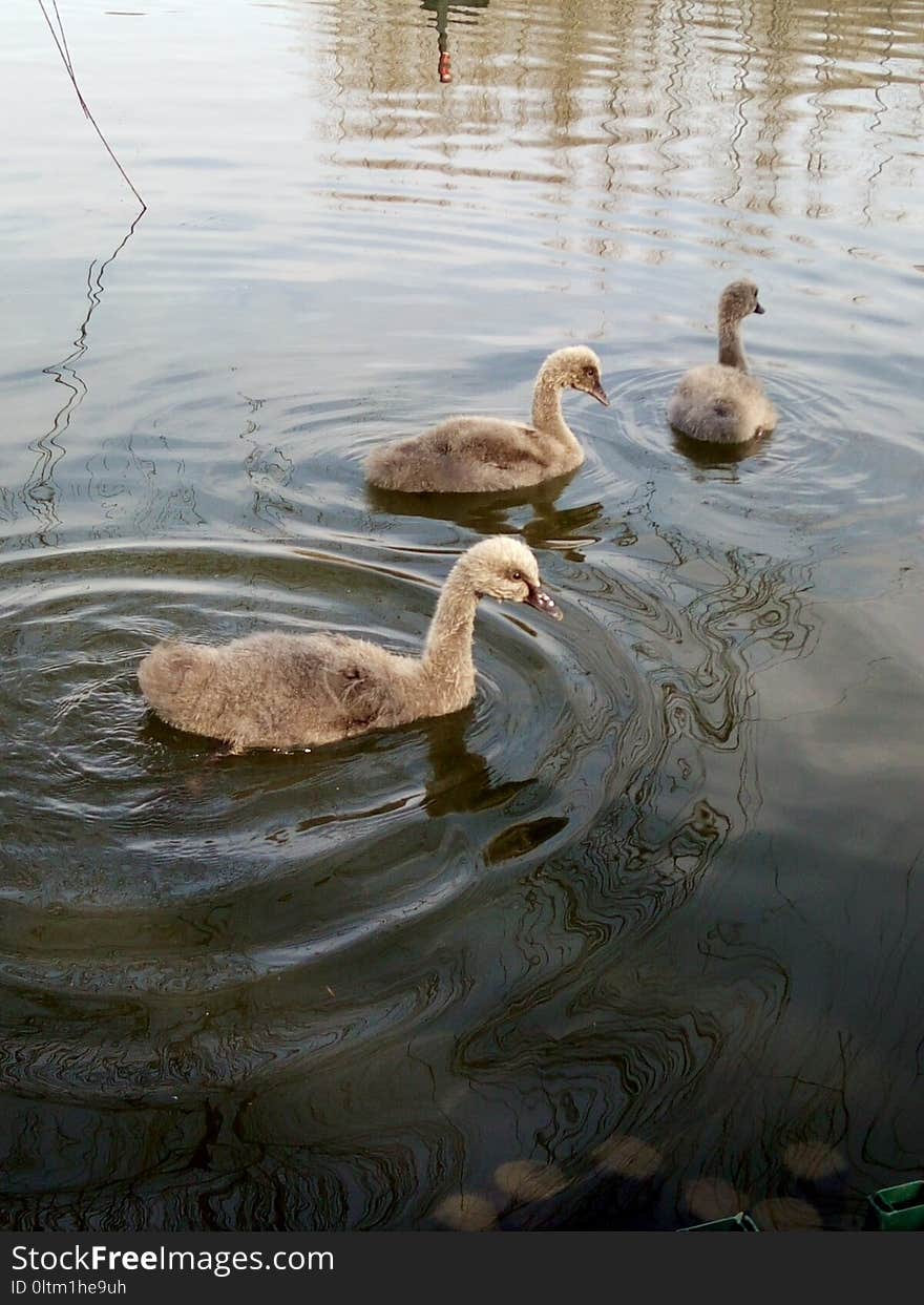 Water, Duck, Reflection, Fauna