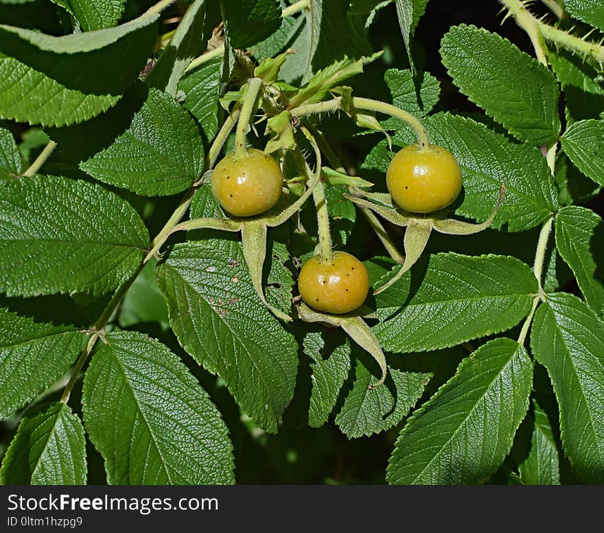 Fruit Tree, Plant, Fruit, Sorbus