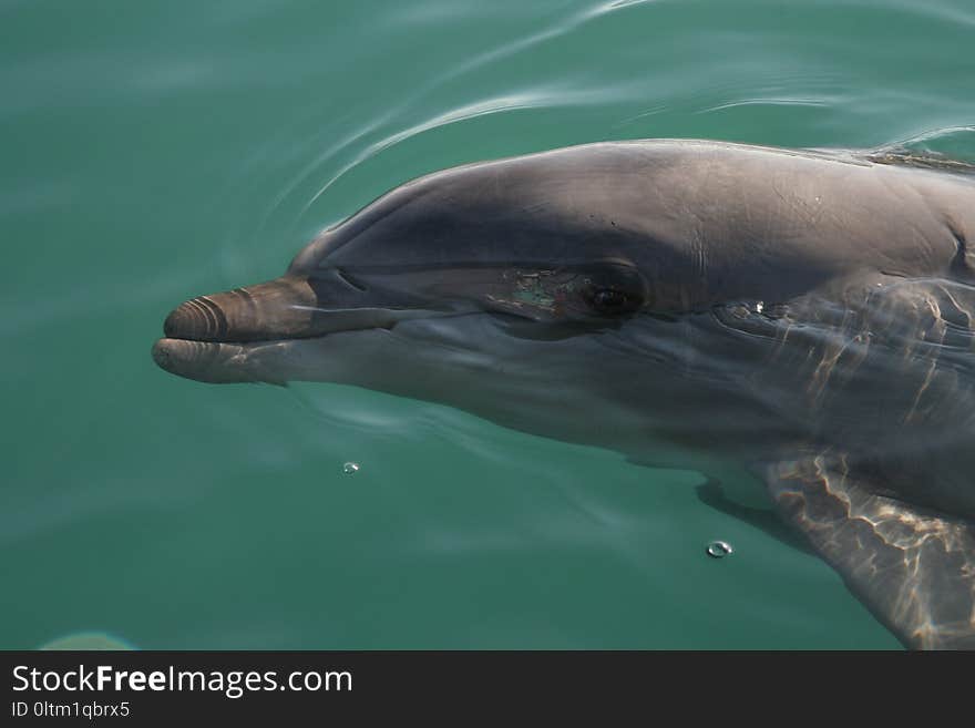 Dolphin, Common Bottlenose Dolphin, Marine Mammal, Water