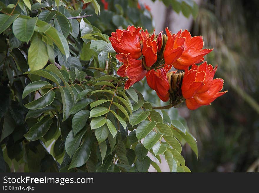 Plant, Flower, Flora, Vegetation