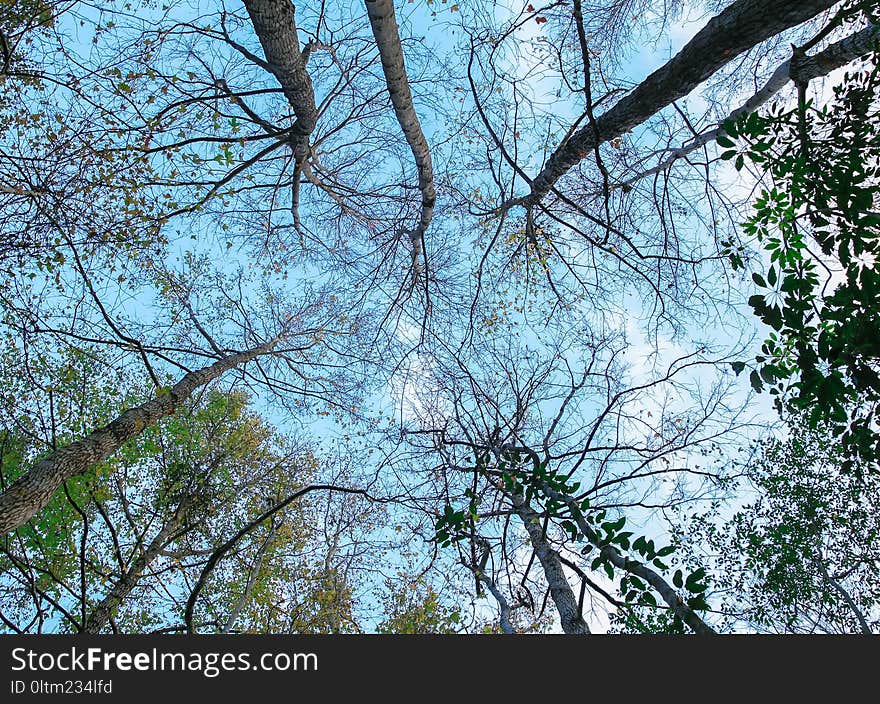 Tree, Branch, Nature, Woody Plant