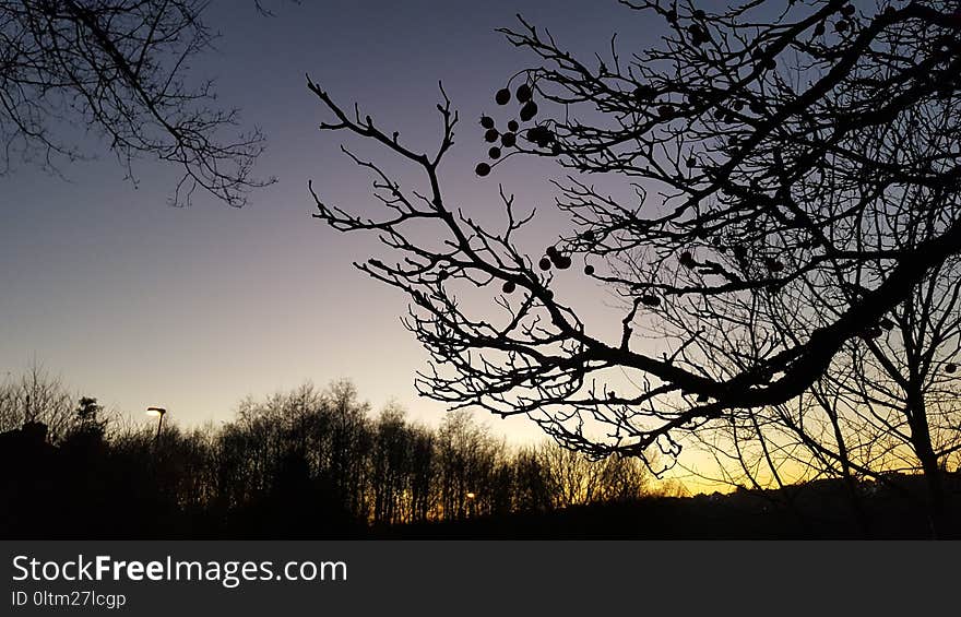 Sky, Branch, Tree, Nature