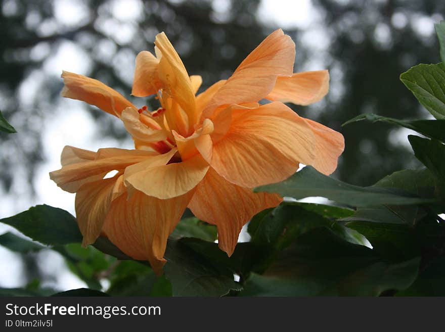 Flower, Plant, Flora, Flowering Plant