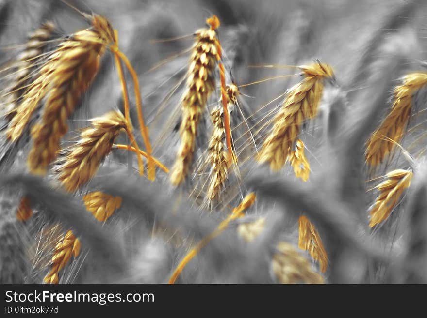 Food Grain, Rye, Grass Family, Close Up