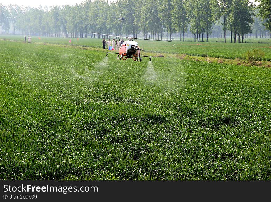 Grassland, Field, Agriculture, Grass