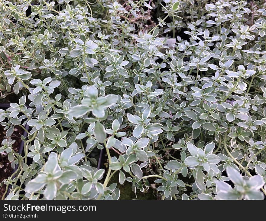 Plant, Groundcover, Subshrub, Herb