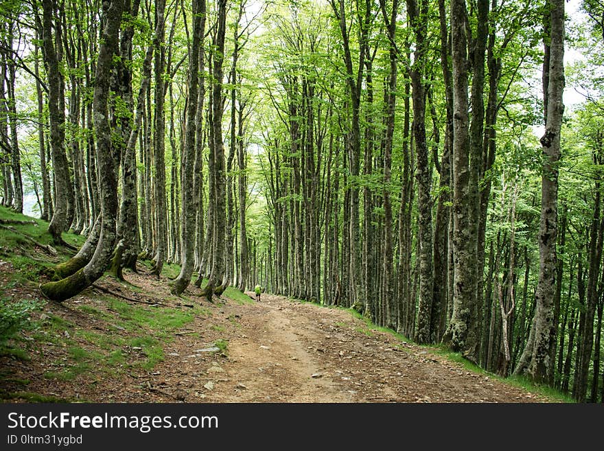 Woodland, Ecosystem, Tree, Forest