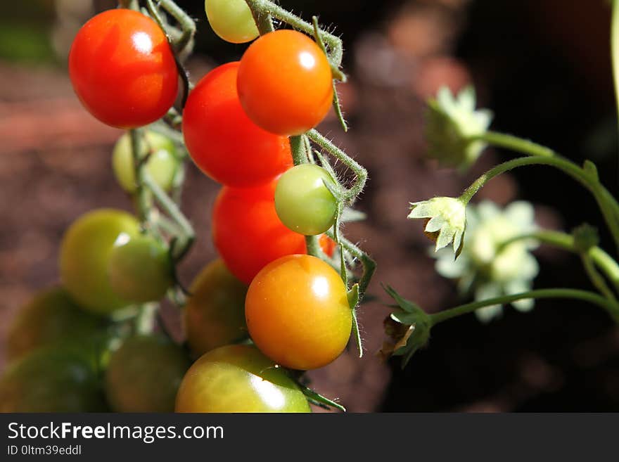 Natural Foods, Fruit, Vegetable, Local Food