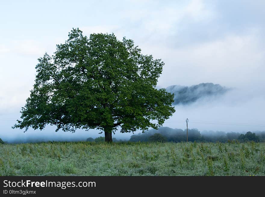 Tree, Sky, Woody Plant, Vegetation