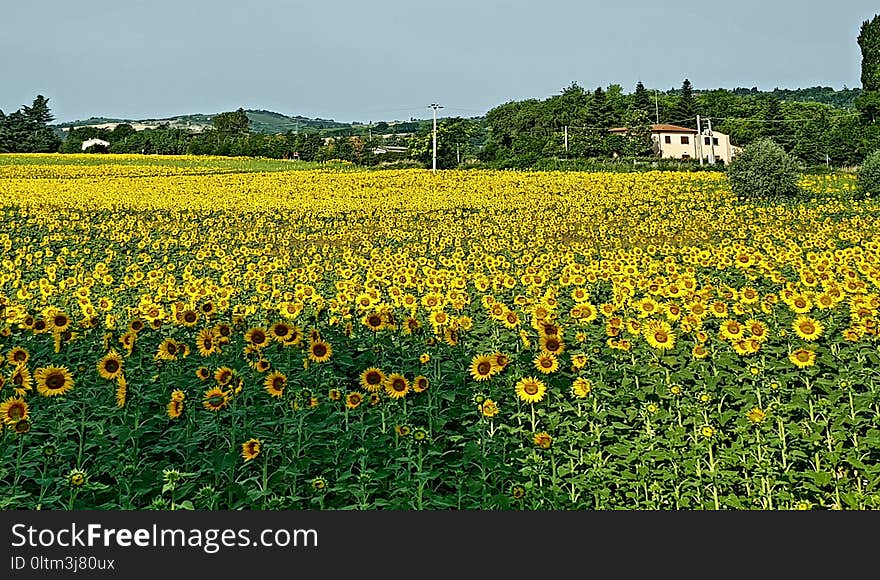 Flower, Sunflower, Yellow, Field