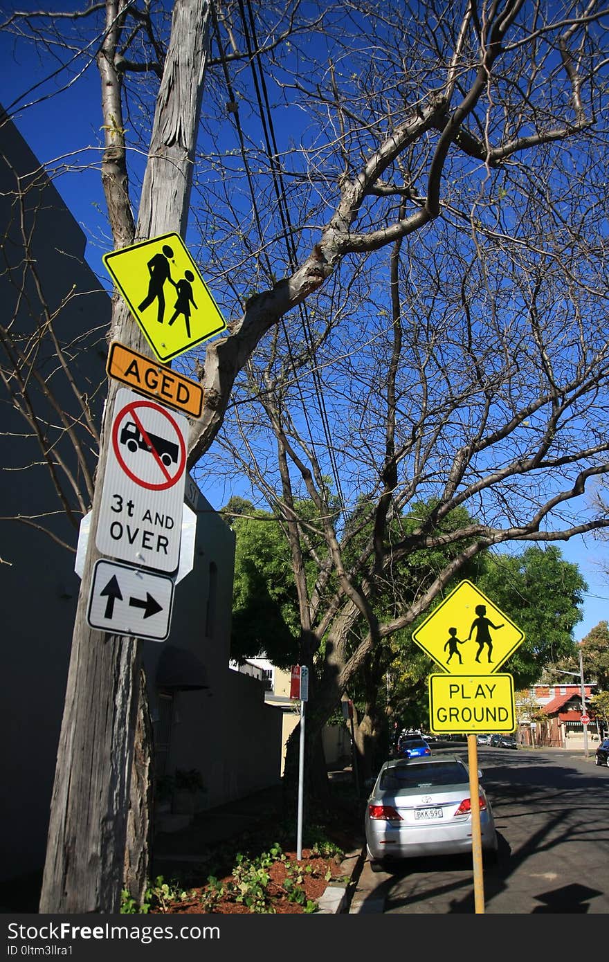 Tree, Woody Plant, Yellow, Infrastructure