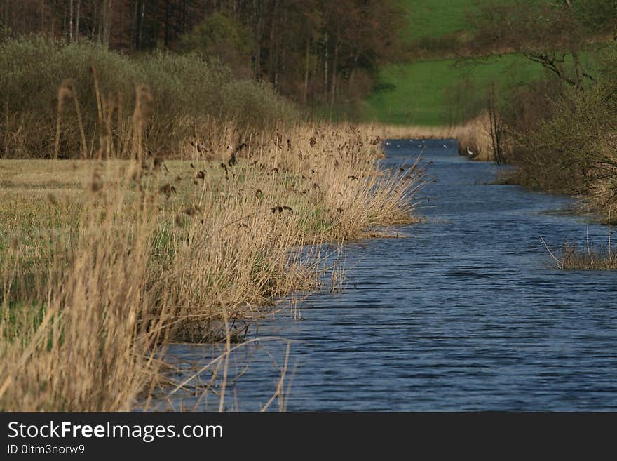 Water, Wetland, Marsh, Bank